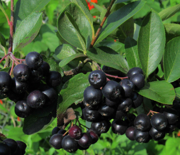 Арония (Амит) - лпх-первомайское.рф