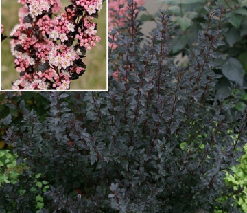 Пузыреплодник ( Тини вайн) - лпх-первомайское.рф