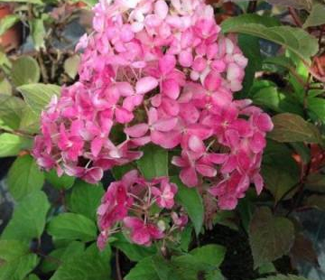 Гортензия "Фрайз мельба" - лпх-первомайское.рф
