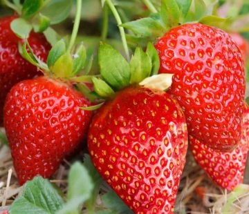 Клубника Нелли - лпх-первомайское.рф