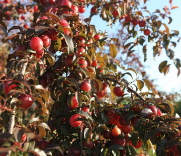 Пламя осени ( нет в наличии) - лпх-первомайское.рф