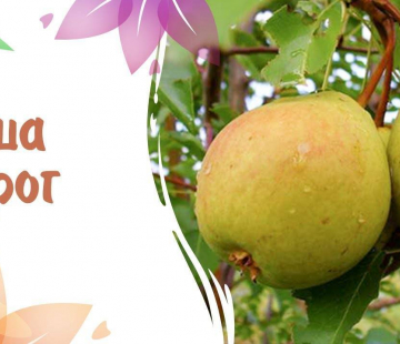 Груша Сварог - лпх-первомайское.рф