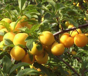 Уральская золотистая - лпх-первомайское.рф