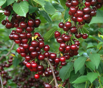  Гранатовая гроздь - лпх-первомайское.рф