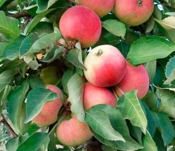 Кумир  - лпх-первомайское.рф