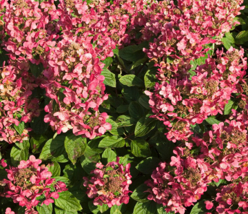 Гортензия "Меджикал файер" - лпх-первомайское.рф