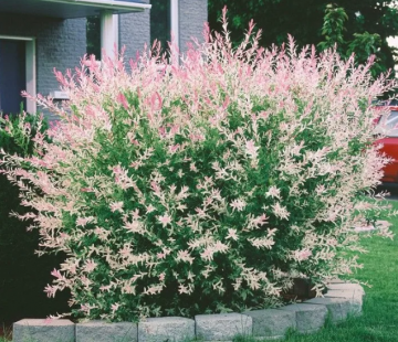 Ива Хакуро нишики - лпх-первомайское.рф