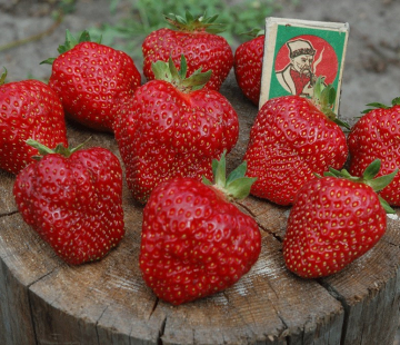  Клубника Флорина (нет в наличии) - лпх-первомайское.рф