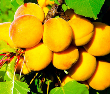 Абрикос Кичигинский - лпх-первомайское.рф