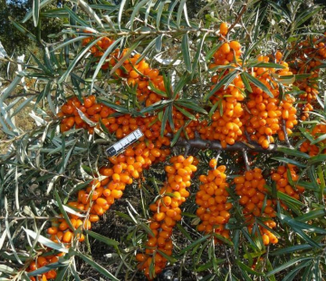 Клавдия - лпх-первомайское.рф