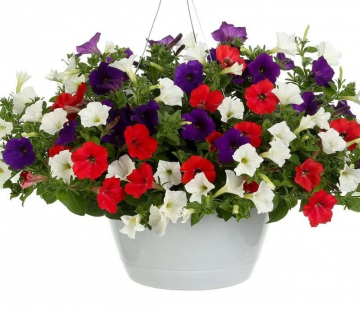 Петуния ампельная(нет в наличии) - лпх-первомайское.рф