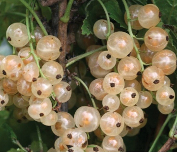 Смородина Уральская белая (нет в наличии) - лпх-первомайское.рф