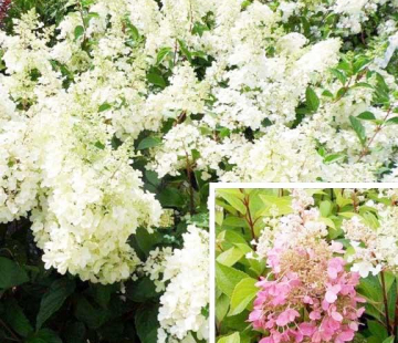 Гортензия "Кэндллайт" - лпх-первомайское.рф
