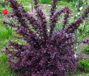 Суперба ( Оттавский) - лпх-первомайское.рф