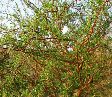 Ива извилистая - лпх-первомайское.рф