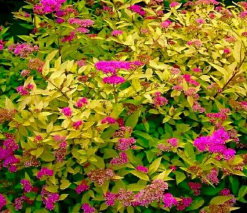  Спирея японская (Голден принцесс ) - лпх-первомайское.рф