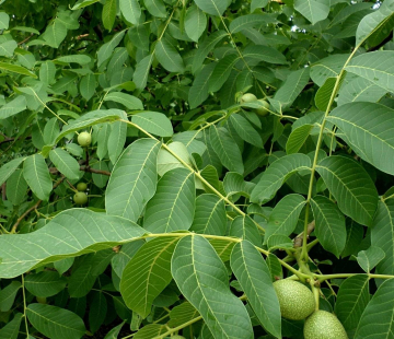 Канадский грецкий орех  - лпх-первомайское.рф