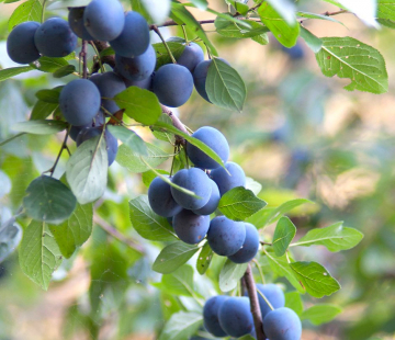 Тёрн - лпх-первомайское.рф