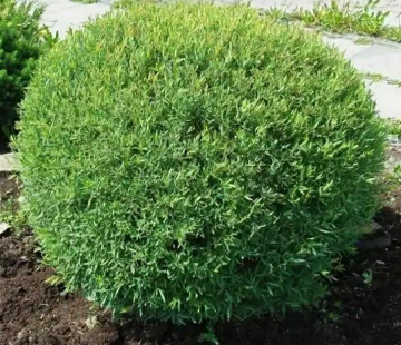 Ива шаровидный карлик - лпх-первомайское.рф