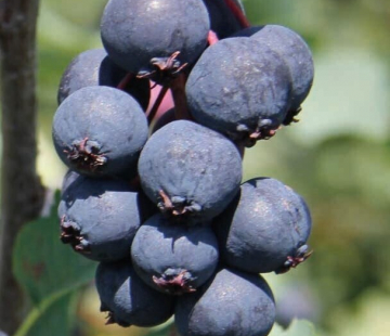 Нортлайн (нет в наличии) - лпх-первомайское.рф