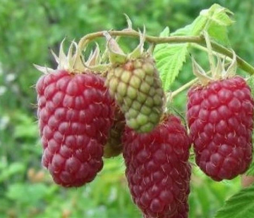 Малина Лячка - лпх-первомайское.рф