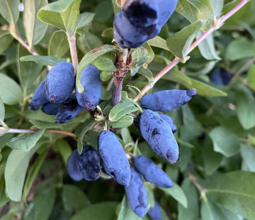 Синяя птица - лпх-первомайское.рф