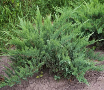 Можжевельник казацкий  Рокери Джем - лпх-первомайское.рф