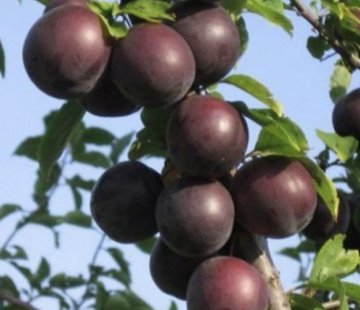 Любинария - лпх-первомайское.рф