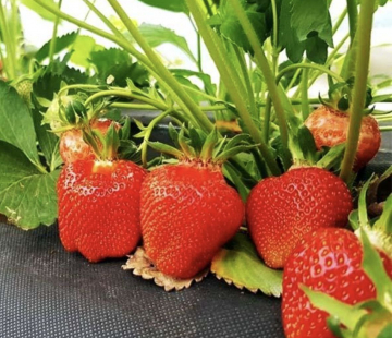 Клубника Клери - лпх-первомайское.рф