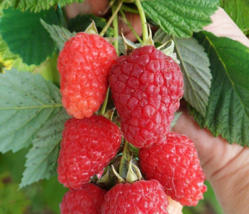 Малина Пшехиба - лпх-первомайское.рф