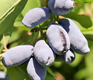 Бореалис (нет в наличии) - лпх-первомайское.рф