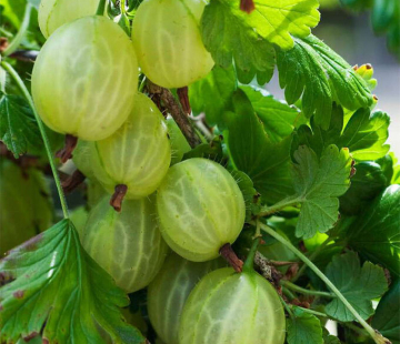 Уайт смит  - лпх-первомайское.рф