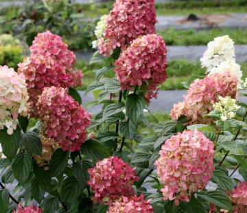 Гортензия" Меджикал кендл" - лпх-первомайское.рф