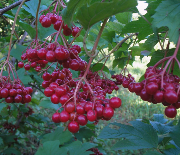 Ульгень(нет в наличии) - лпх-первомайское.рф