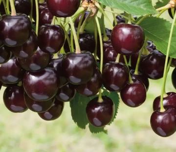 Ночка( нет в наличии) - лпх-первомайское.рф