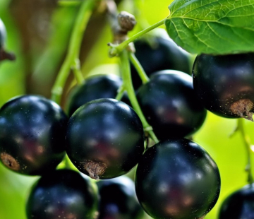 Смородина Дачница - лпх-первомайское.рф