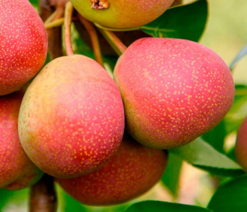 Груша Исетское сочное - лпх-первомайское.рф