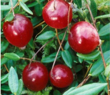 Ховес - лпх-первомайское.рф