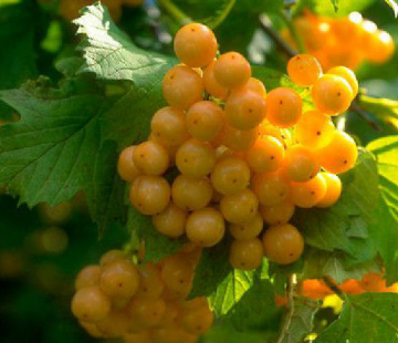 Ксантокарпум (нет в наличии) - лпх-первомайское.рф