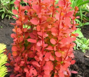 Оранж рокет - лпх-первомайское.рф