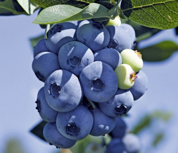 Сиерра - лпх-первомайское.рф