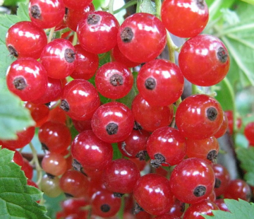 Смородина Сахарная - лпх-первомайское.рф