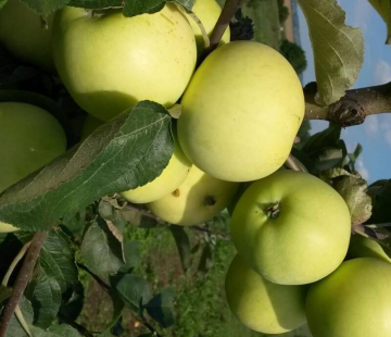Яблоня Белый налив ( нет в наличии) - лпх-первомайское.рф