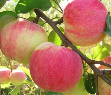 Яблоня Персиянка 4х-лет - лпх-первомайское.рф