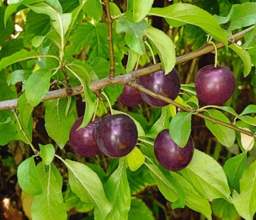 Опата - лпх-первомайское.рф