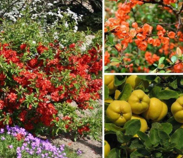 Айва японская " Файр Дэнс" - лпх-первомайское.рф