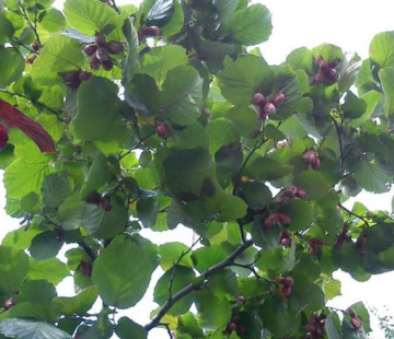 Фундук ( Первенец) - лпх-первомайское.рф