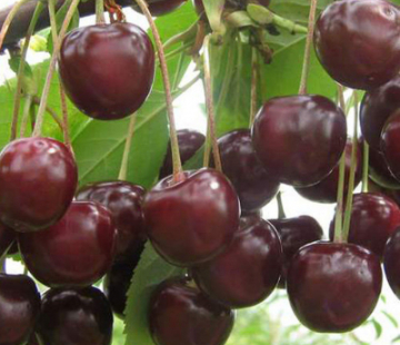 Надежда( нет в наличии) - лпх-первомайское.рф