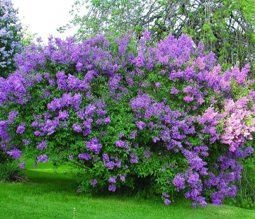 Саугеана - лпх-первомайское.рф