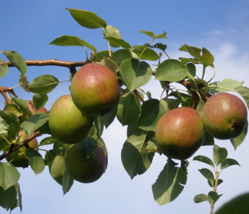 Груша Красуля - лпх-первомайское.рф